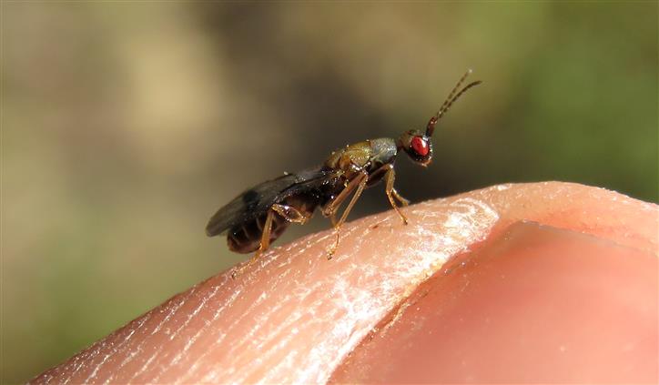 Eurytomidae: cfr.  Sycophila sp.